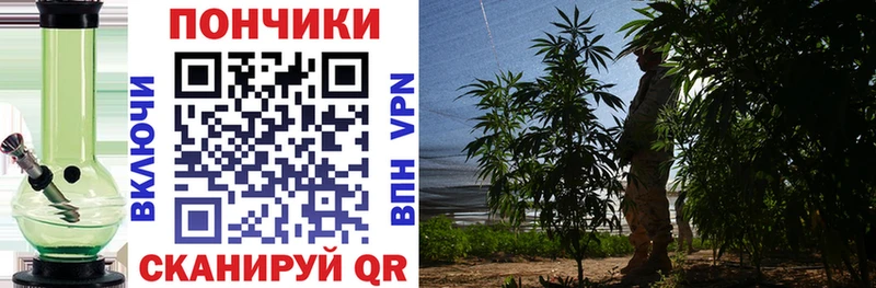 Бошки Шишки сатива  хочу   Западная Двина 